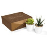 SET DE PLANTAS ALISO BLANCO | Printernet