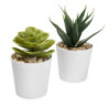 SET DE PLANTAS ALISO - vista 2
