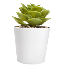 SET DE PLANTAS ALISO - vista 4